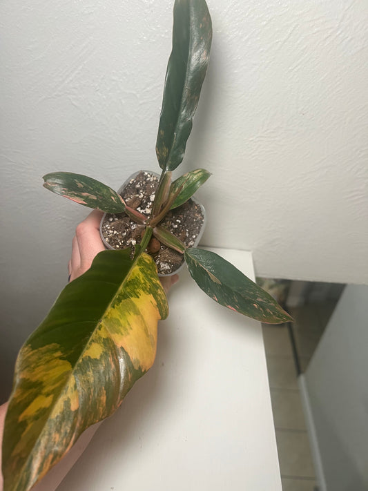 Philodendron Caramel Marble