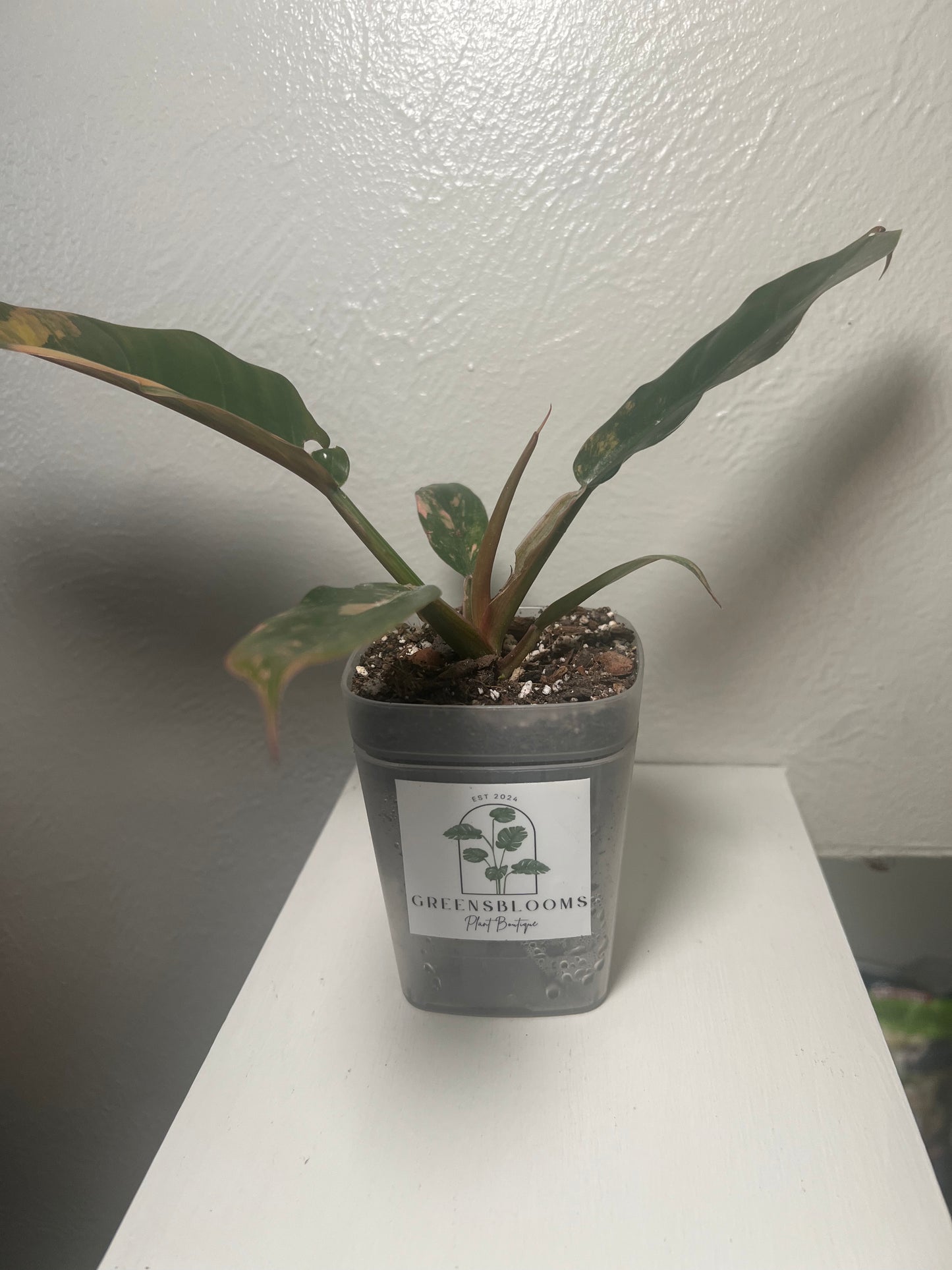 Philodendron Caramel Marble